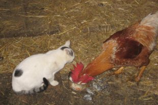 auch unserem Hahn schmeckt die leckere Milch