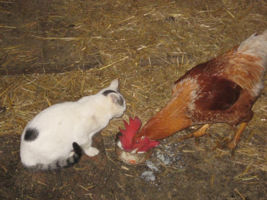 auch unserem Hahn schmeckt die leckere Milch 
