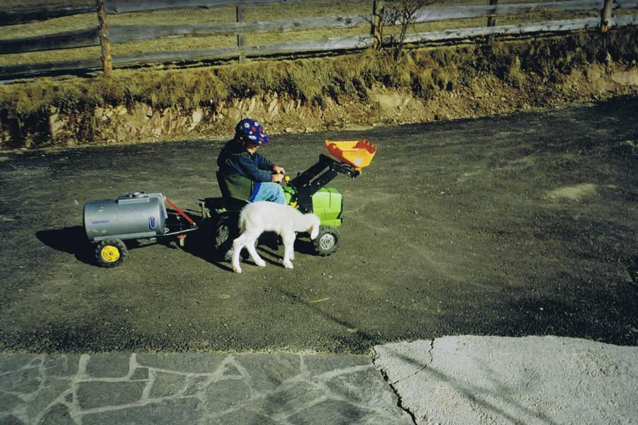 kleines Lamm - ein lieber Spielkamerad 
