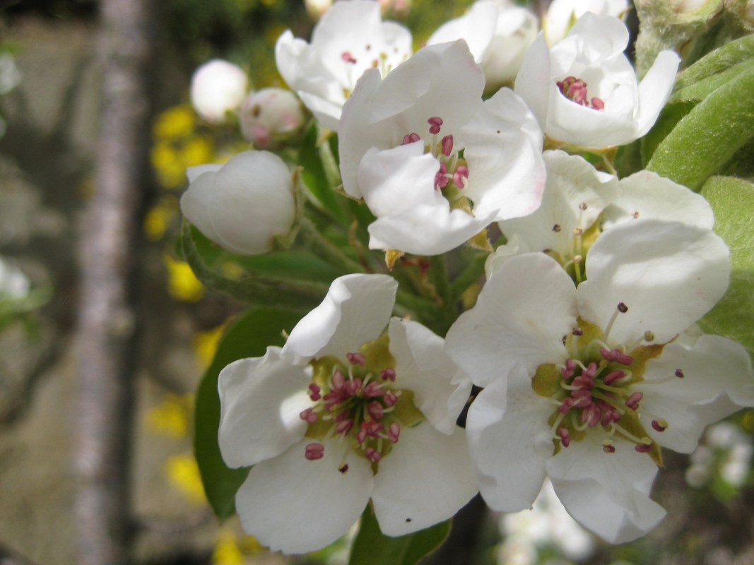 Birnenblüten am Untertrotnerhof Ritten