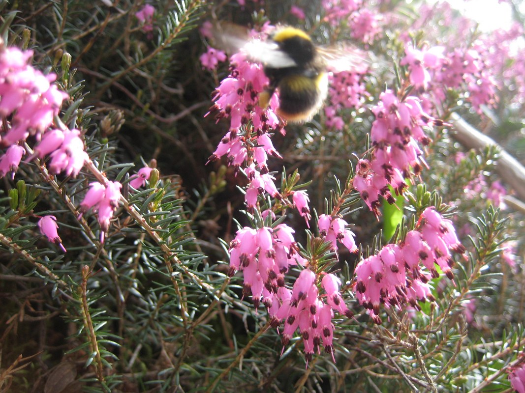 Hummel besucht Erikablüte