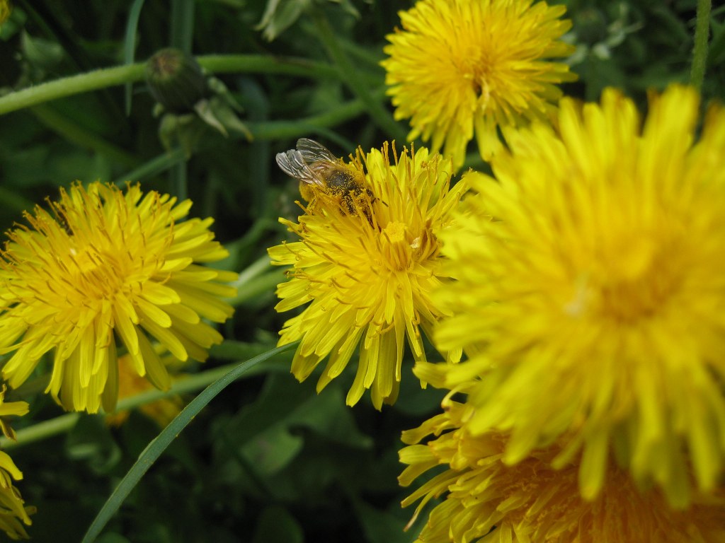 Biene auf einer Löwenzahnblüte