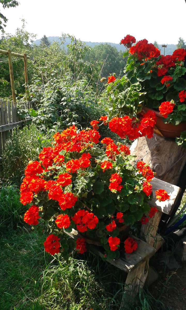 wunderschöne Blumen am Bauernhof Ritten