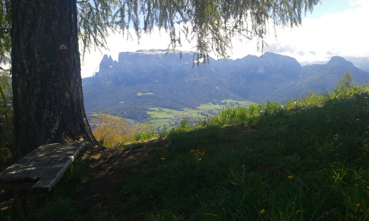 Lärche mit Schlern im Hintergrund 