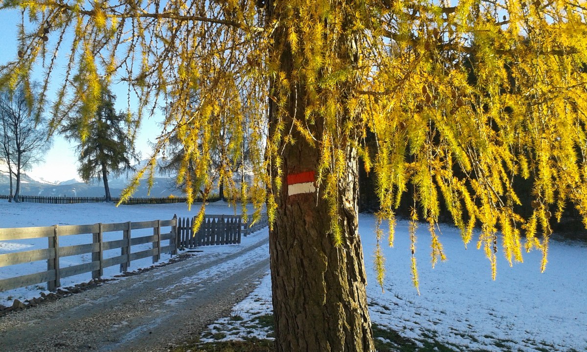 Lärche als Wegweiser