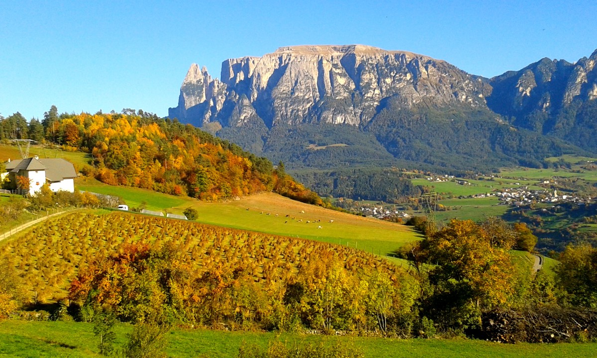 Buchweizenacker am Ritten