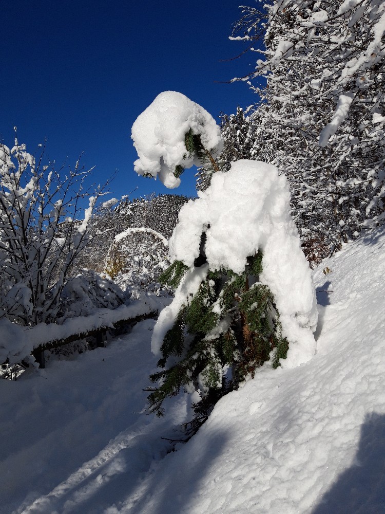 Schnee(baum)