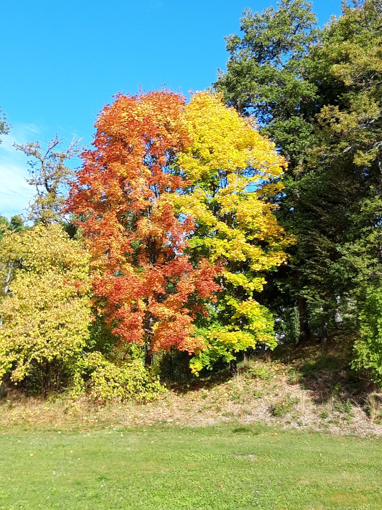 Herbstfärbung