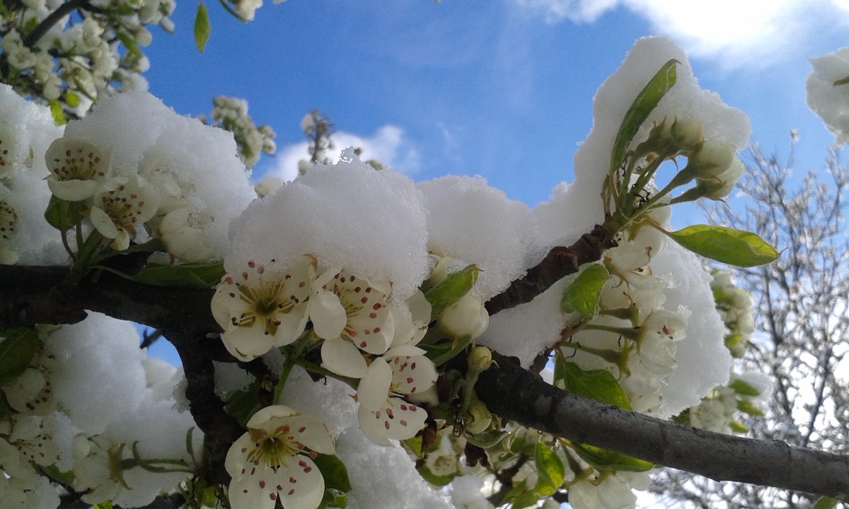 Blüten mit Schnee