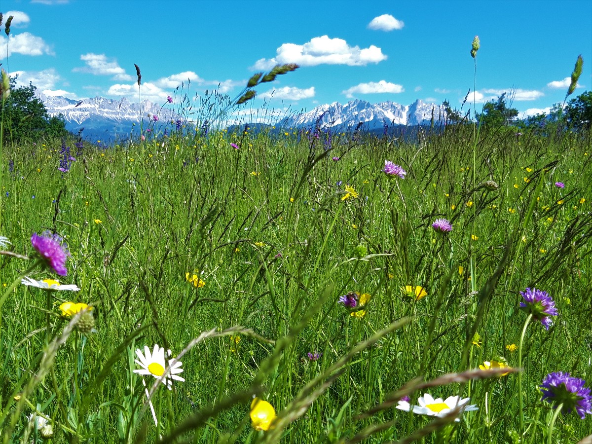 Blumenwiese